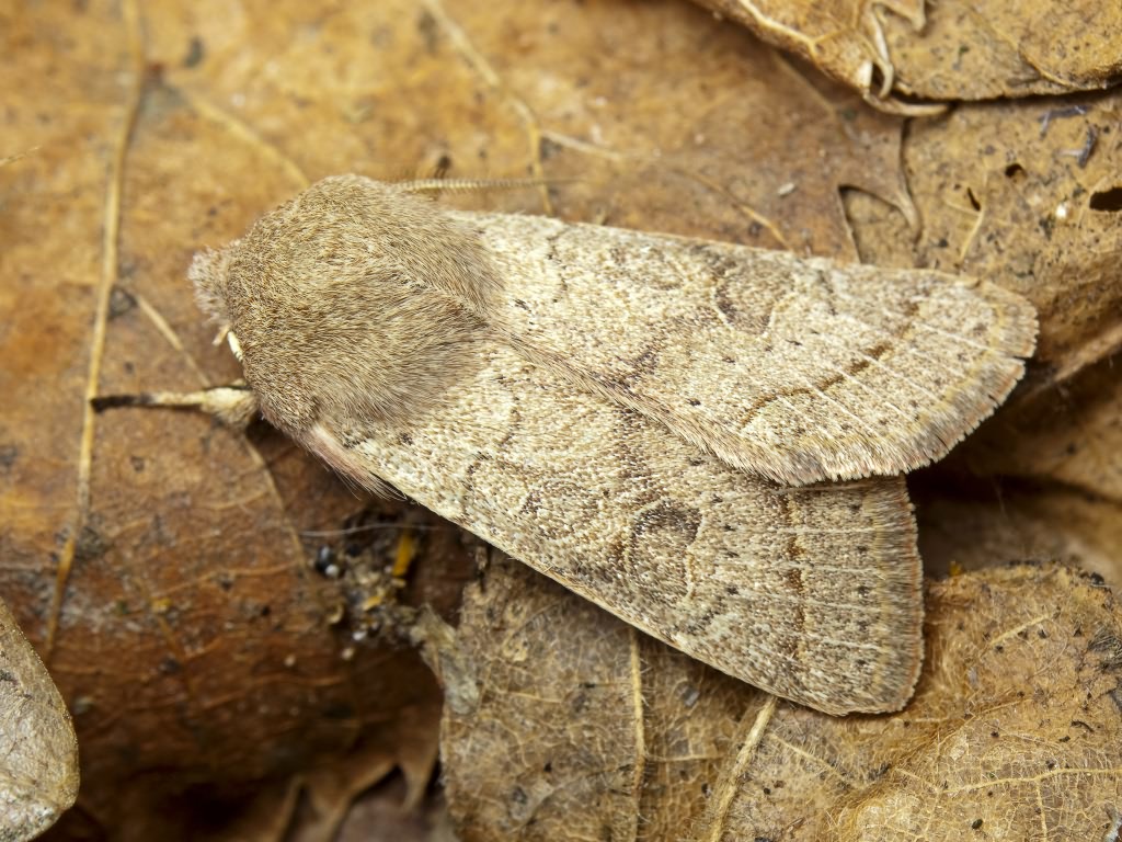 Orthosia cerasi (Fabricius, 1775)